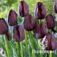 Тюльпан Квин оф Найт-3