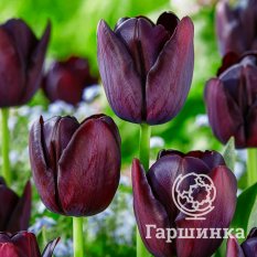 Тюльпан Квин оф Найт-2