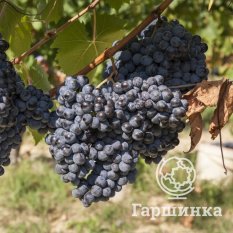 Загадка Шарова-1