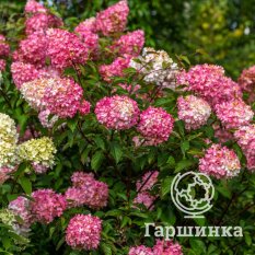 Ванила Фрайз-3