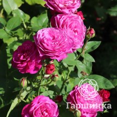 Роза Хайди Клум, Тантау-2