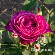 Роза Хайди Клум, Тантау-3