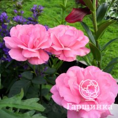 Роза Мартин Фробишер канадская парковая-3