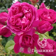 Роза Хайди Клум, Тантау-1