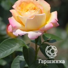 Глория Дей-1