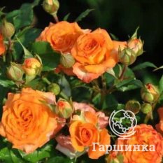 Лос-Анджелес-1