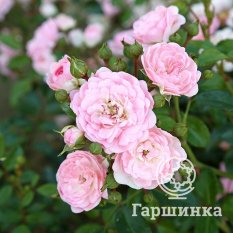  Суит Фейри -1