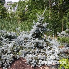 Ель колючая Глаука Прострата -1