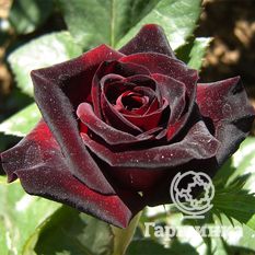 Блэк Баккара-1