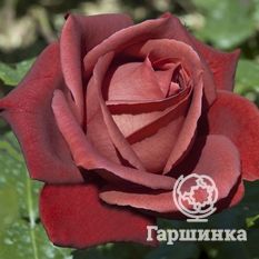 Терракота-2