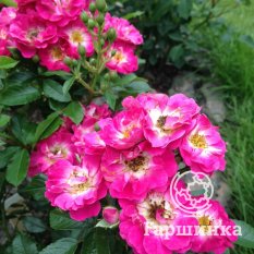 Дегенхарт-2