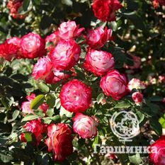 Юбилей принца Монако-1