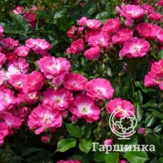 Дегенхарт-1