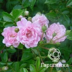  Суит Фейри -2