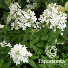 Мэджикал Старлайт-1