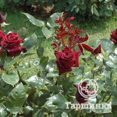 Блэк Баккара-2