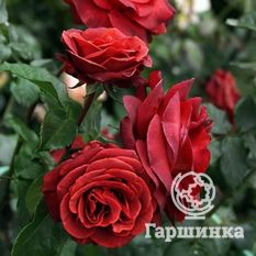 Терракота-1