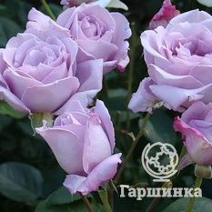 Голубой Нил-1