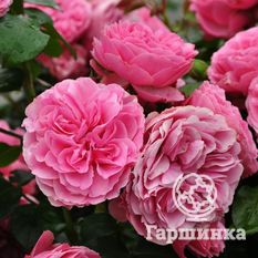 Леонардо да Винчи-1