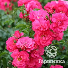 Хейдетраум-1