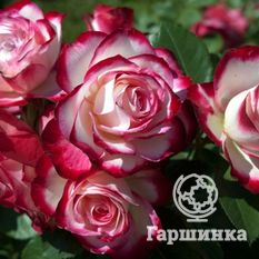 Юбилей принца Монако-2