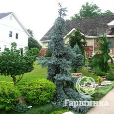 Ель колючая Глаука Пендула-1