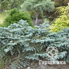 Ель колючая Глаука Прострата -2