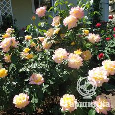 Глория Дей-2