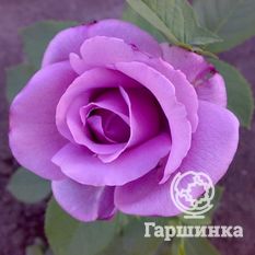 Голубой Нил-2