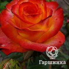  Хай Меджик-1