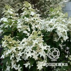 Мэджикал Старлайт-2