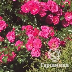 Хейдетраум-2