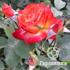 Мидсаммер-1