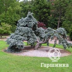 Ель колючая Глаука Пендула-2