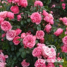 Леонардо да Винчи-2