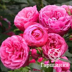 Помпонелла-1