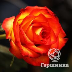  Хай Меджик-2