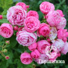 Помпонелла-2