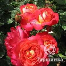 Мидсаммер-2