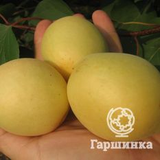 Ананасный-1