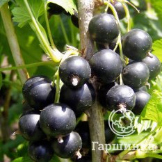 Бессемянная-1