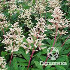 Роджерсия непальская-2