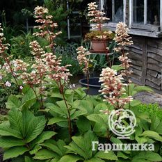 Роджерсия непальская-3