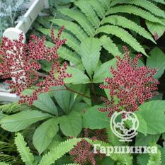 Роджерсия непальская-4