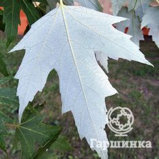 Серебристый клён-1
