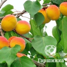 Снежинский-1