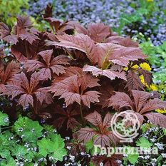 Роджерсия стополистная, или подофилловая-1