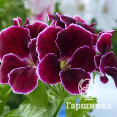 Пеларгония королевская Блек Бьюти-2