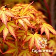 Японский клён-1