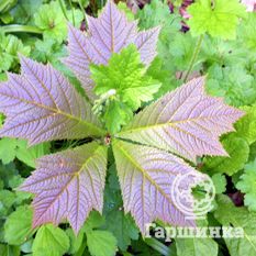 Роджерсия стополистная, или подофилловая-2